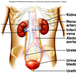 Beware of Signs of Kidney Failure