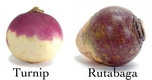 rutabaga vs turnip